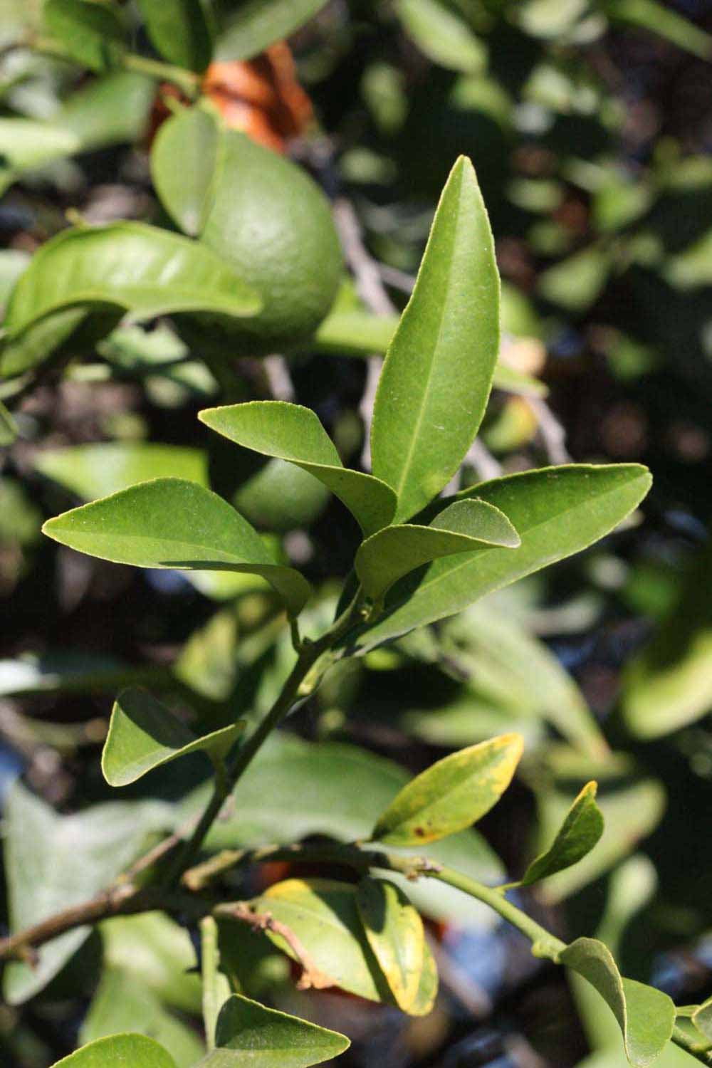              Sun leaves (Riverside, CA)       